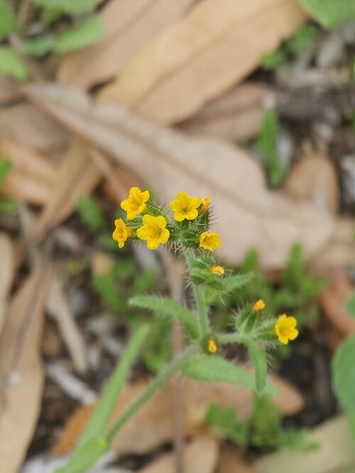 Fiddleneck