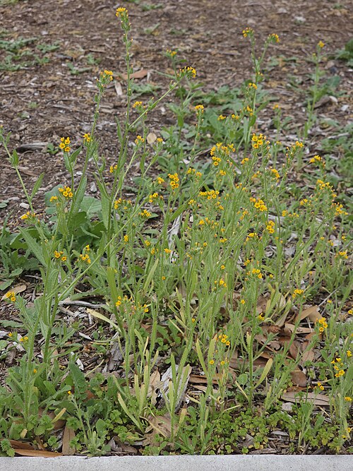 Fiddleneck