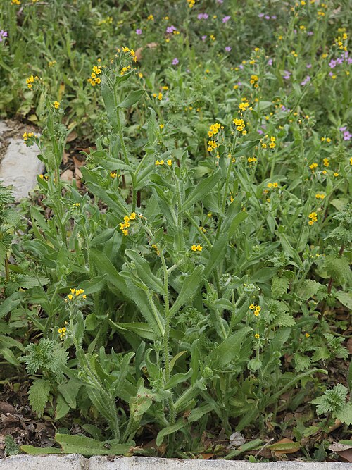 Fiddleneck