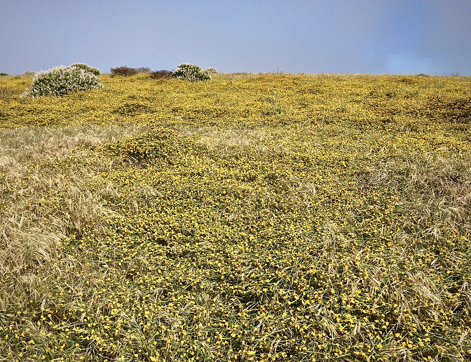 Eastwood's Fiddleneck