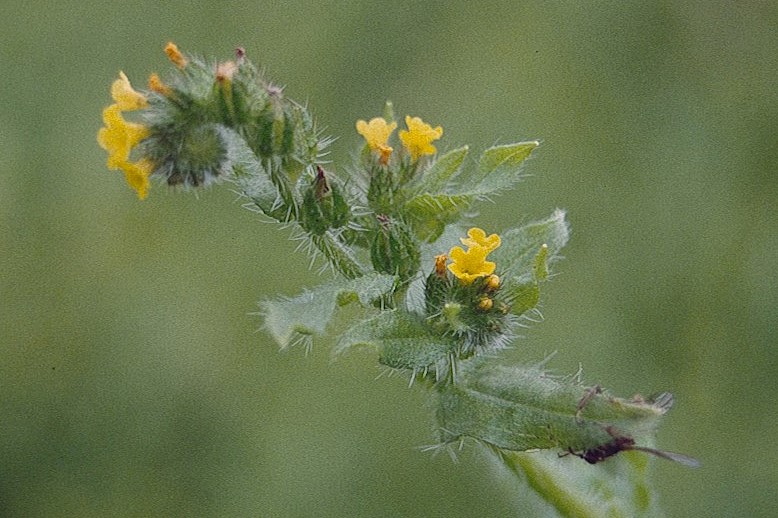 Woolly Breeches