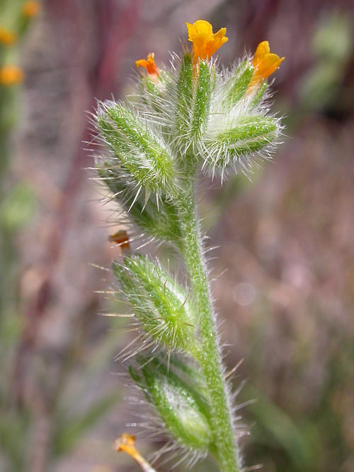 Bristly Fiddleneck