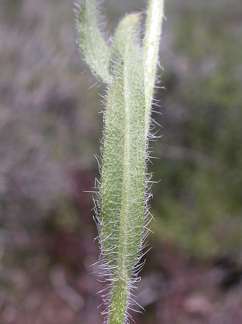 Bristly Fiddleneck