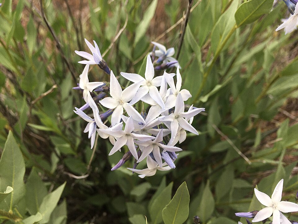 Bluestar
