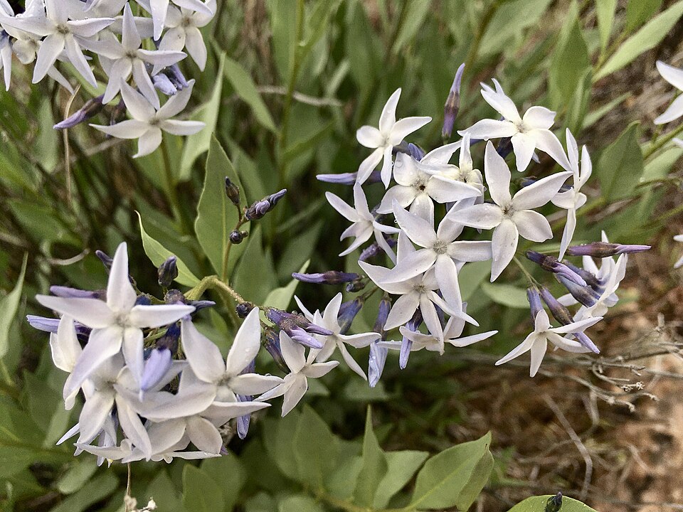 Bluestar