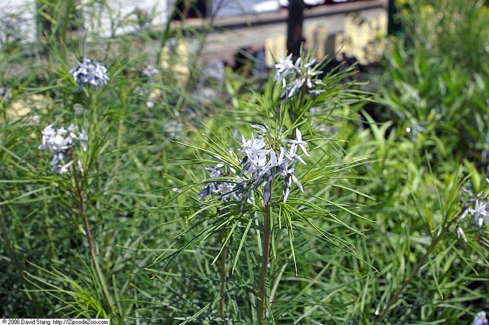 Hubricht's Bluestar
