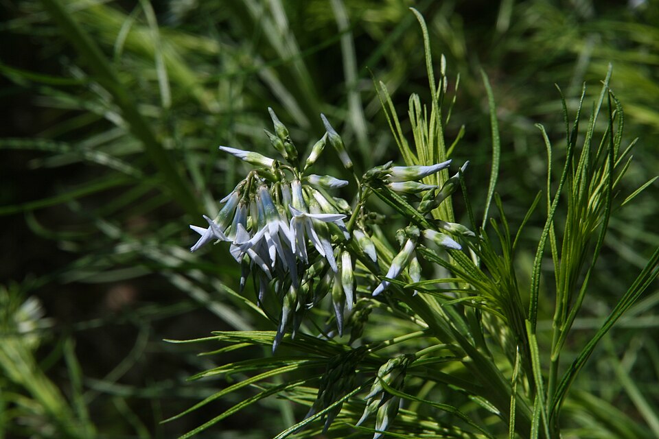 Hubricht's Bluestar