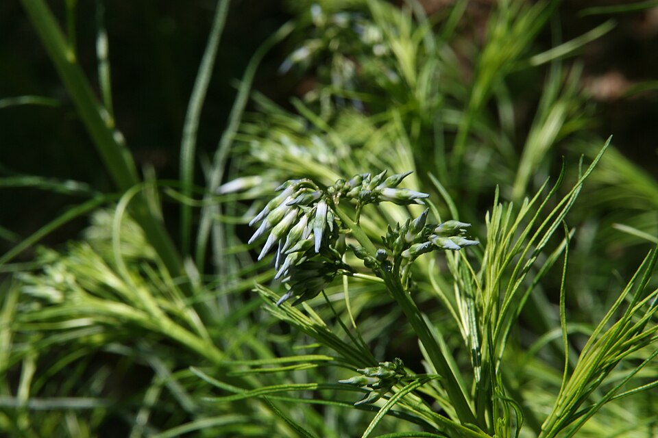 Hubricht's Bluestar
