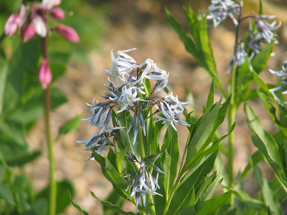 Jones' Bluestar
