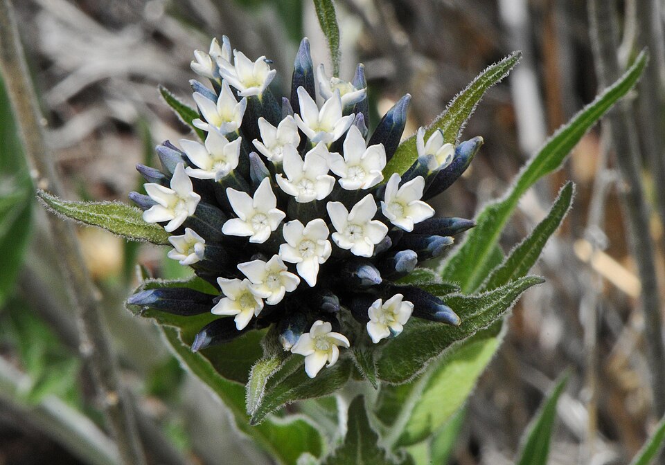 Kearney's Bluestar