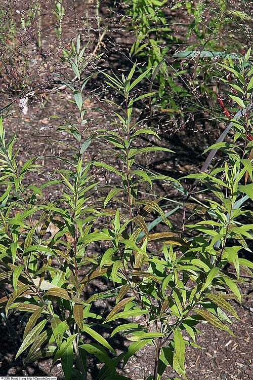 Eastern Bluestar