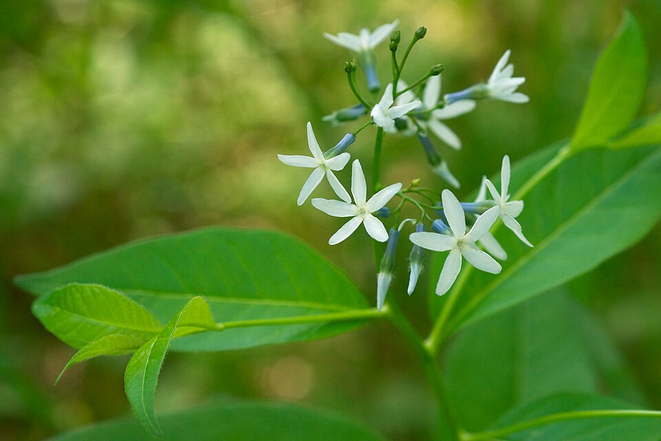 Eastern Bluestar