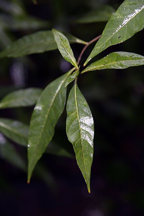 Eastern Bluestar