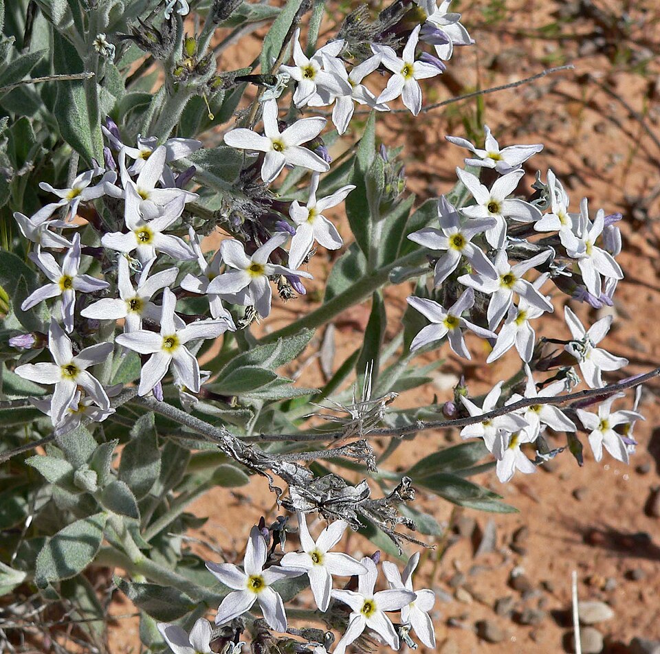 Woolly Bluestar