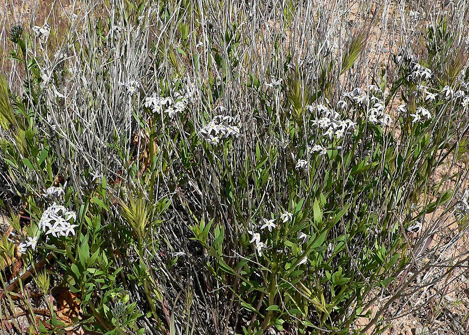 Woolly Bluestar