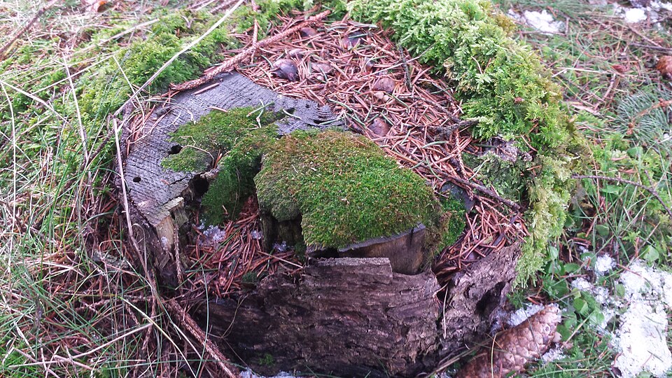 Anacamptodon Moss