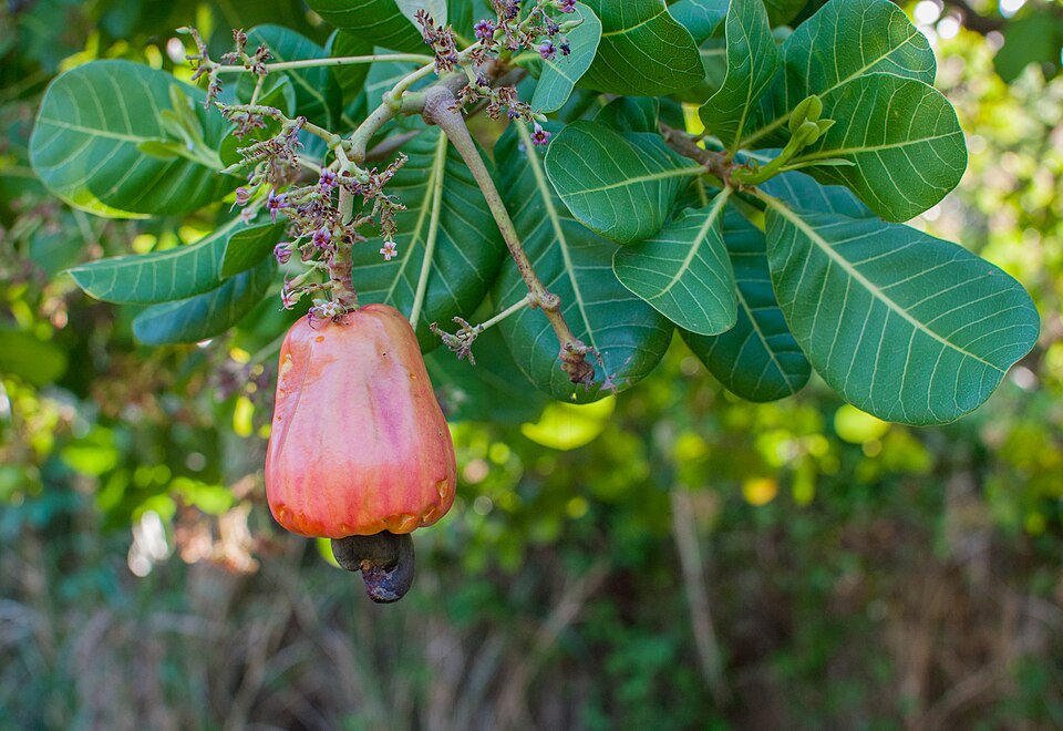 Cashew