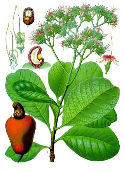Cashew