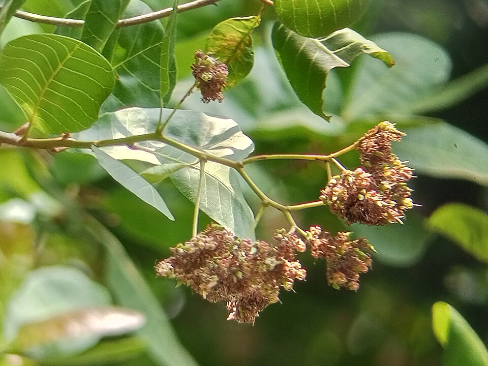 Cashew