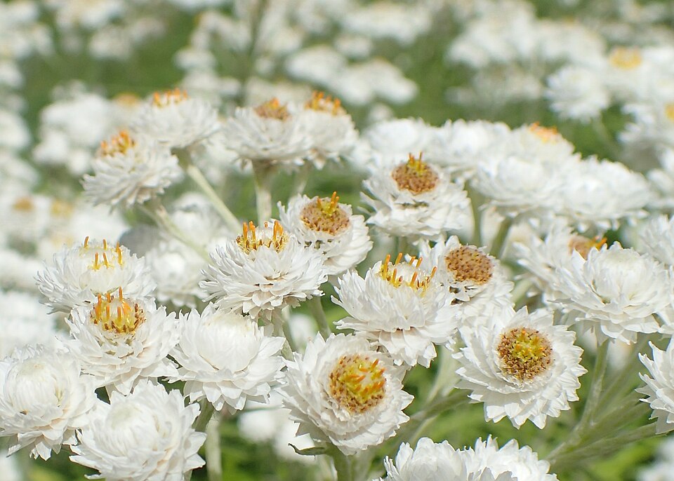 Western Pearly Everlasting
