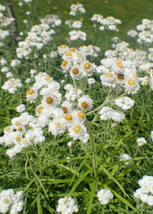 Western Pearly Everlasting