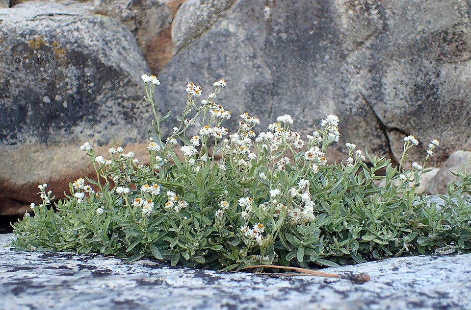Western Pearly Everlasting