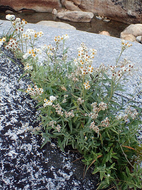 Western Pearly Everlasting