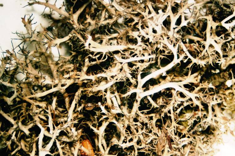 Fringed Lichen