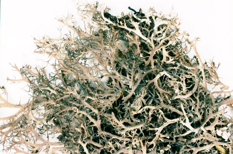 Fringed Lichen