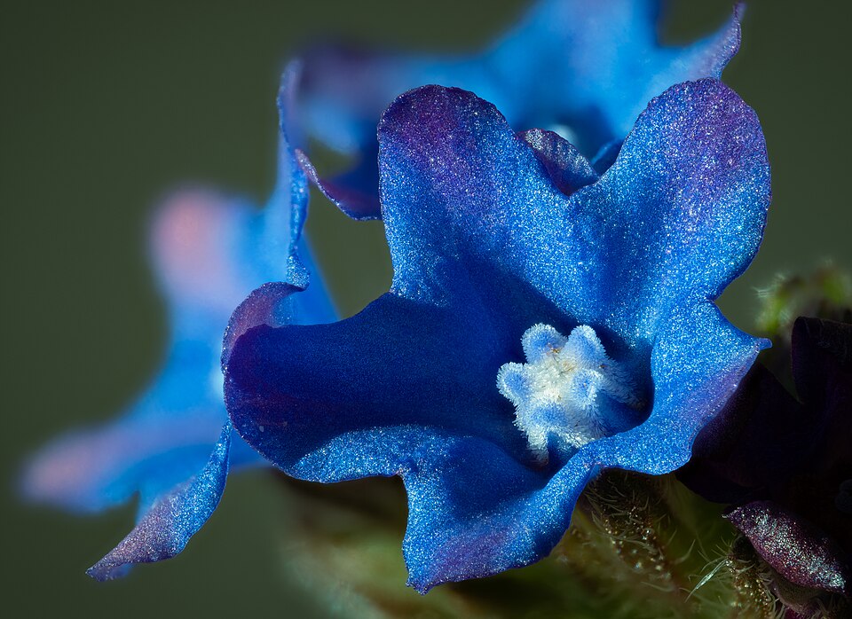 Bugloss