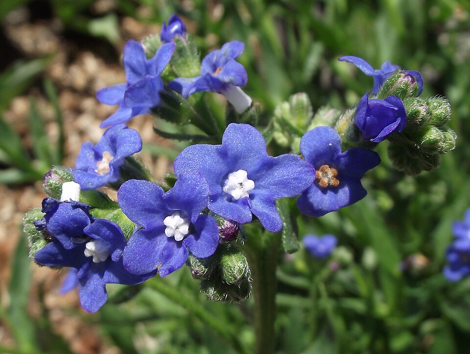 Cape Bugloss
