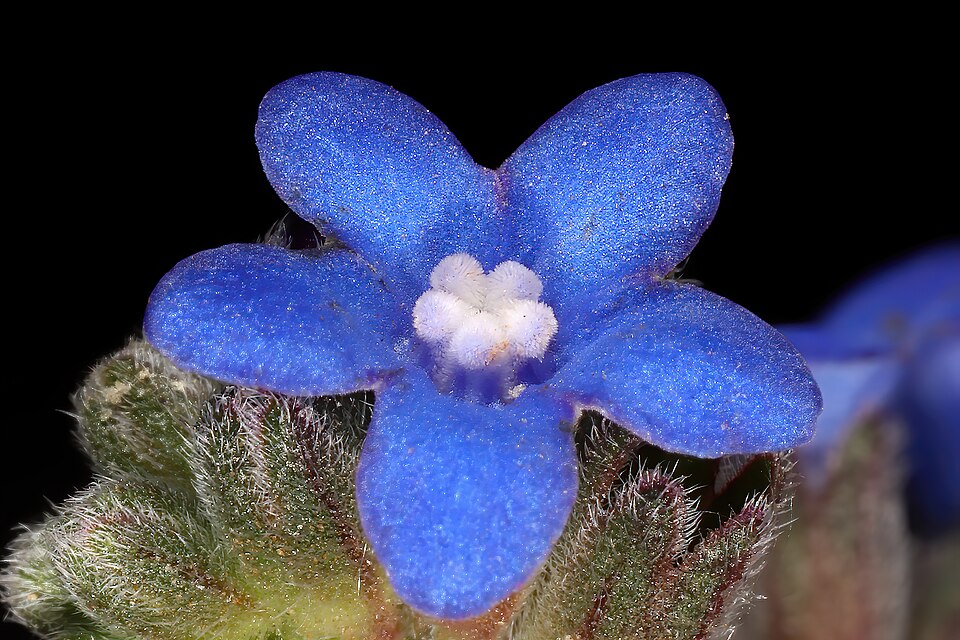 Cape Bugloss