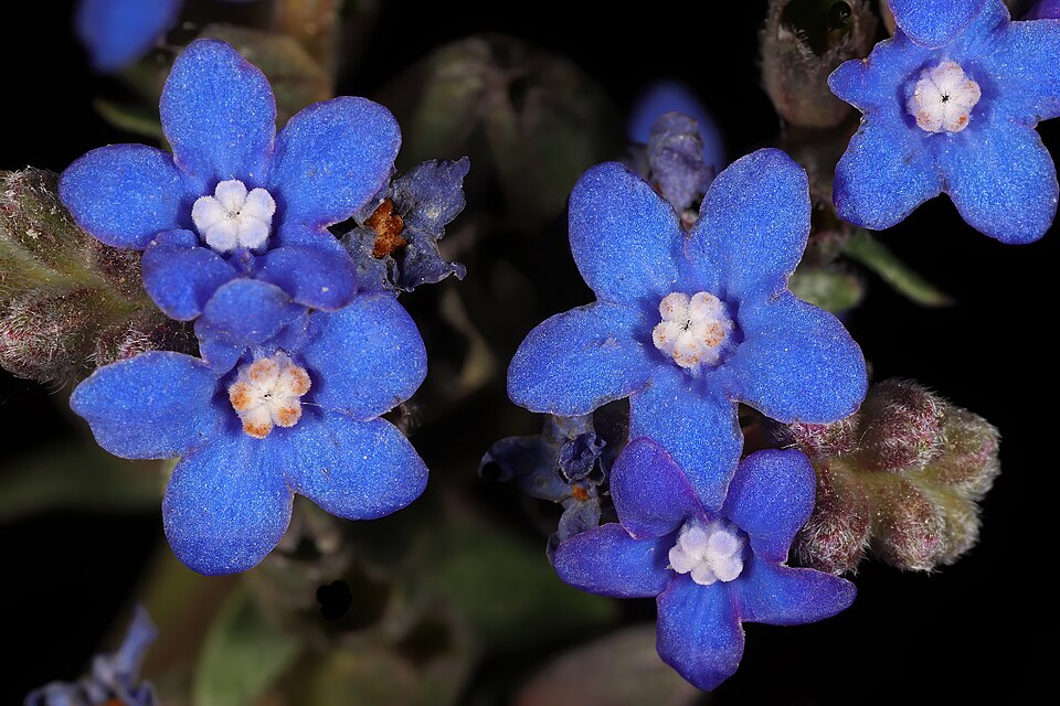 Cape Bugloss