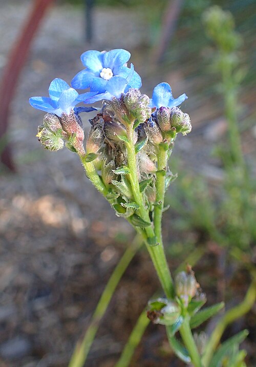 Cape Bugloss