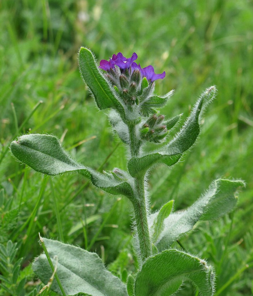Common Bugloss
