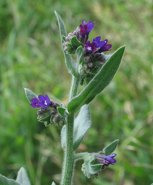Common Bugloss
