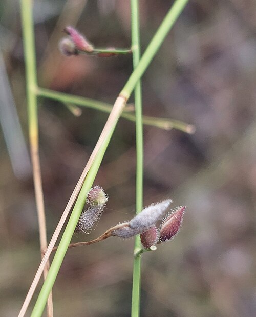 Hooky Grass