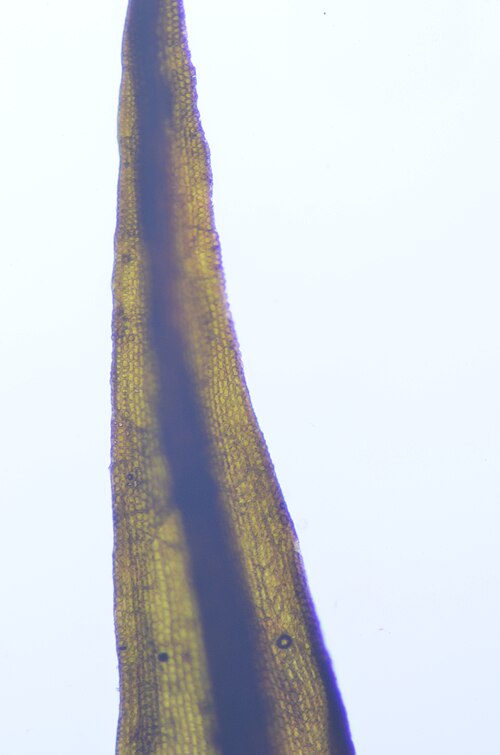 Roth's Andreaea Moss