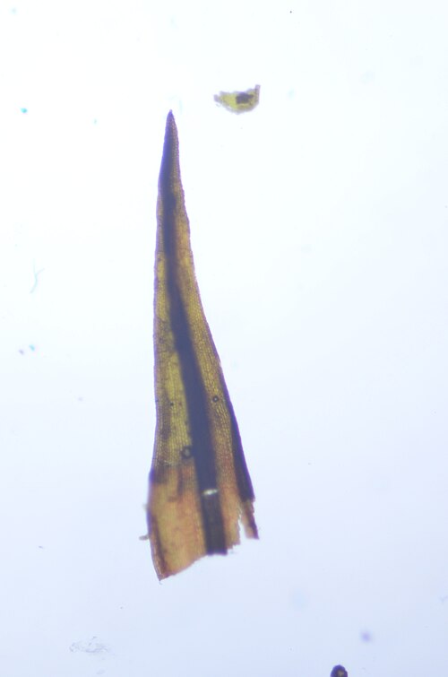 Roth's Andreaea Moss