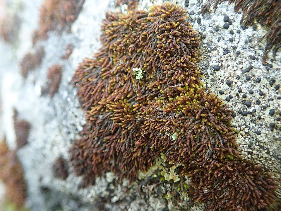Andreaea Moss
