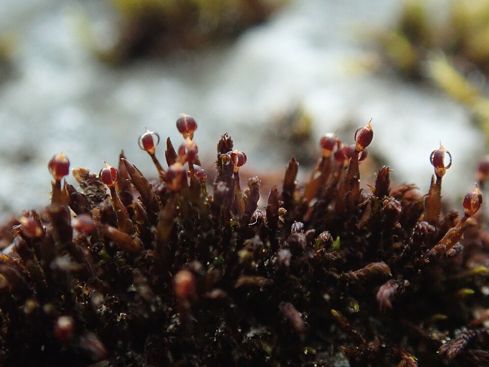 Andreaea Moss