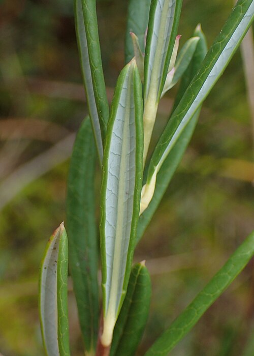 Bog Rosemary