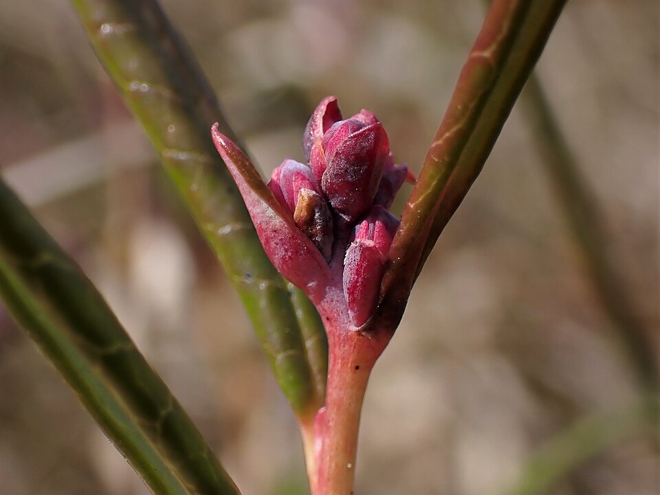Bog Rosemary