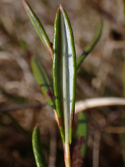 Bog Rosemary