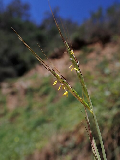 Bluestem