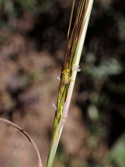 Bluestem