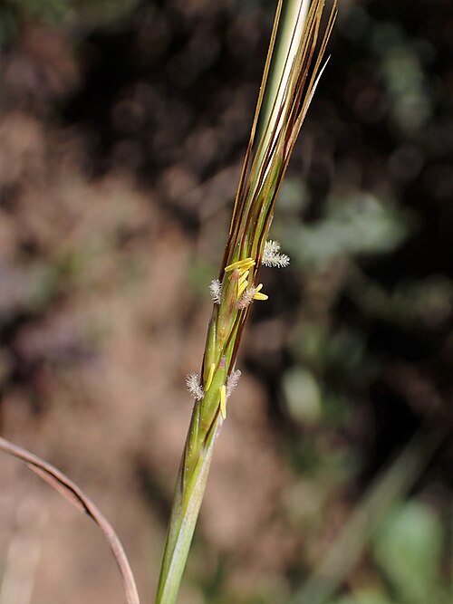 Bluestem