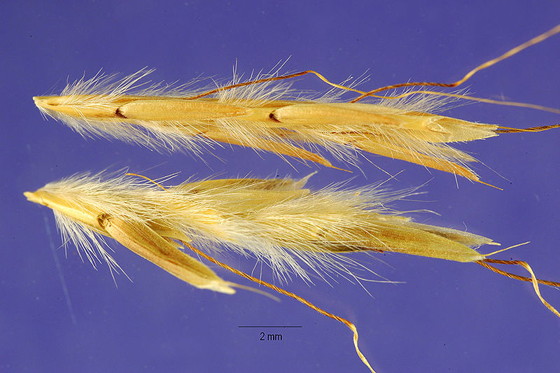 Bluestem