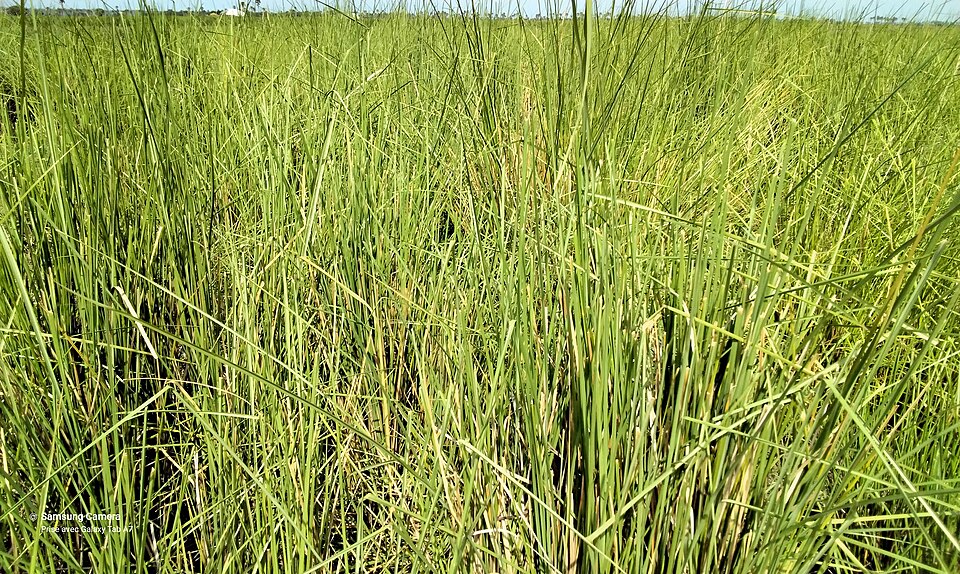 Bluestem