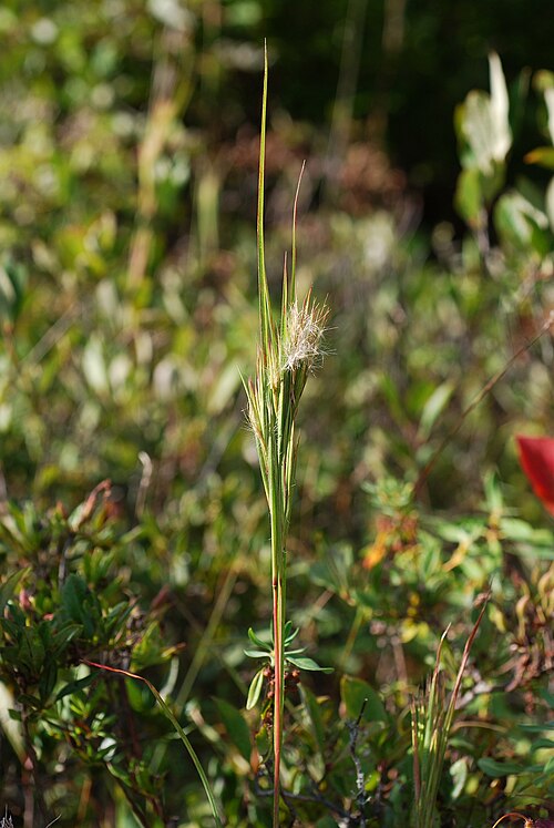 Bushy Bluestem